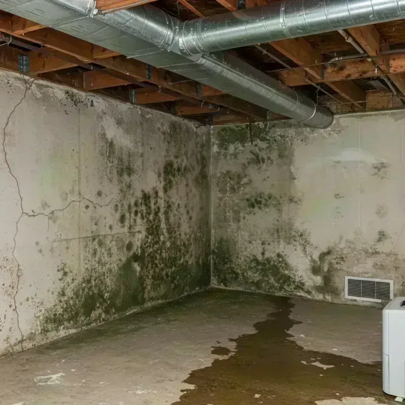 Professional Mold Removal in Clarksburg, WV